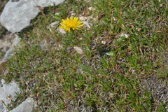 Crepis chrysantha