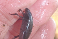 Ilybiosoma seriatum
