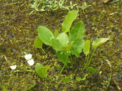 Echinodorus cordifolius