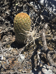 Coryphantha erecta