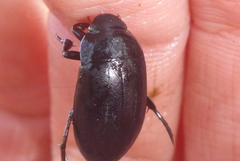 Ilybiosoma seriatum