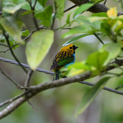 Tangara cyanoventris
