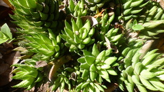 Haworthiopsis fasciata