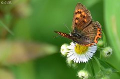 Lycaena phlaeas daimio