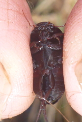 Ilybiosoma seriatum
