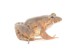 Leptodactylus wagneri