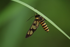 Amata polymita
