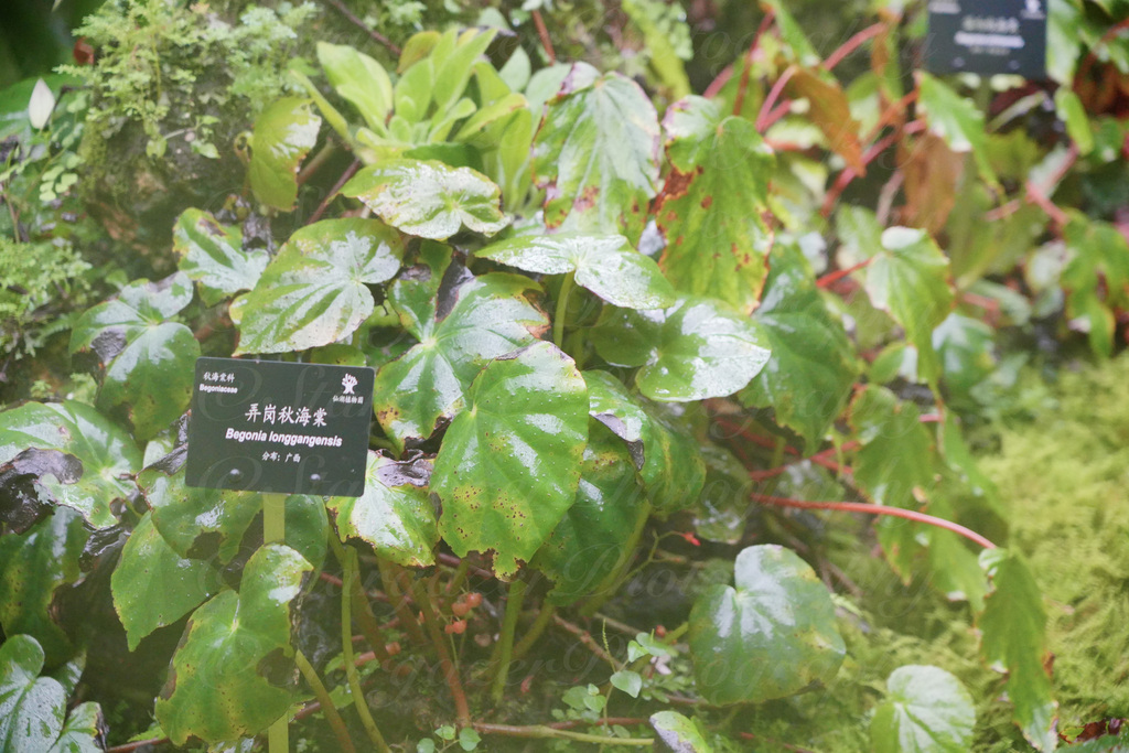 Begonia longgangensis