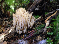 Artomyces austropiperatus