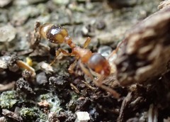 Temnothorax nylanderi