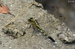 Orthetrum albistylum
