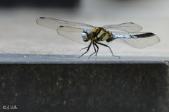 Orthetrum albistylum