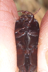 Ilybiosoma seriatum