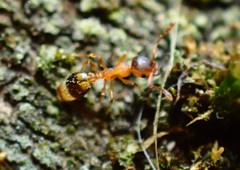 Temnothorax nylanderi