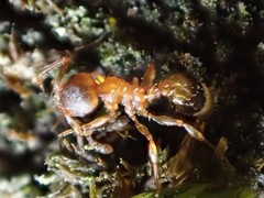 Temnothorax nylanderi