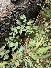 Lomatium californicum, photograph author not stated, no rights reserved