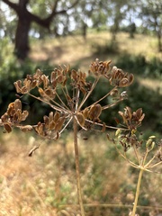 Lomatium californicum, photograph author not stated, no rights reserved