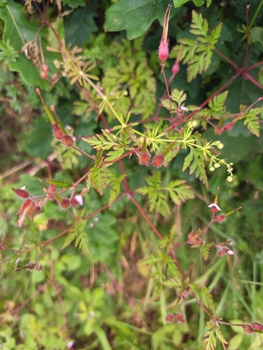 Herb Robert