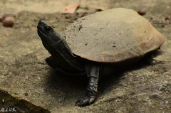 Mauremys japonica