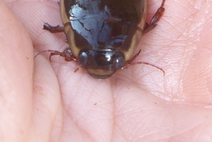 Dytiscus fasciventris
