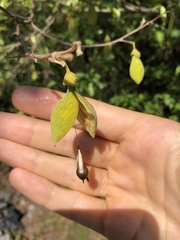 Aquilaria sinensis