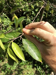 Aquilaria sinensis