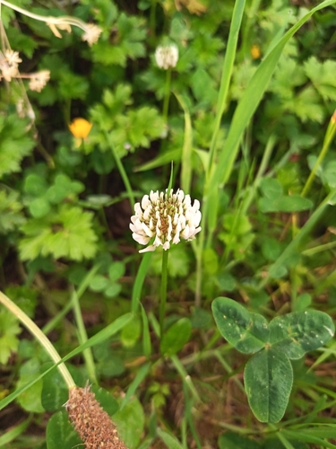 white clover