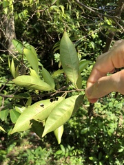 Aquilaria sinensis