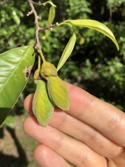 Aquilaria sinensis