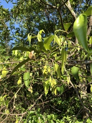 Aquilaria sinensis