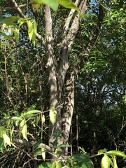 Aquilaria sinensis
