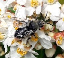 Melecta albifrons