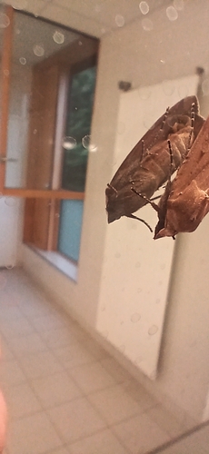 Large Yellow Underwing