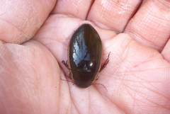 Dytiscus fasciventris
