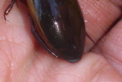 Dytiscus fasciventris
