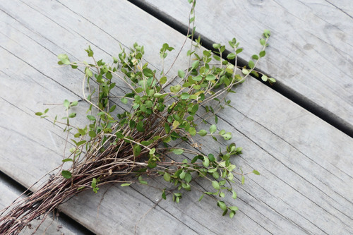 Gonocarpus aggregatus observed 2026-05-28