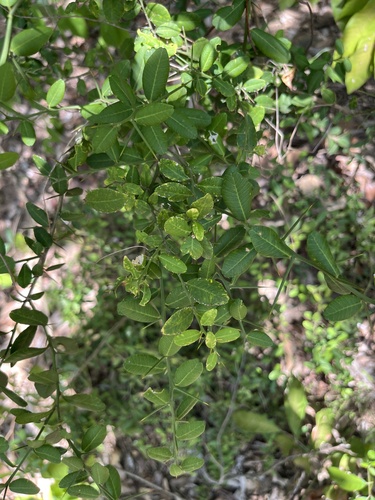 Atalantia buxifolia, photograph 4