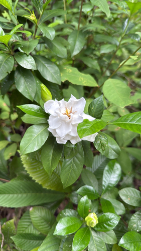 common gardenia