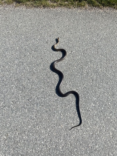 Aesculapian Snake