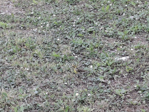 European Serin
