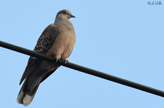 Streptopelia orientalis