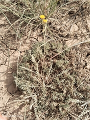 Tanacetum achilleifolium