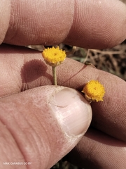 Tanacetum achilleifolium, photograph (c) Maxim Shashkov, some rights reserved (CC BY)