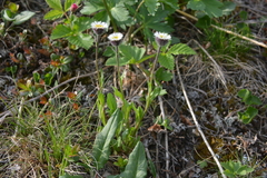 Erigeron eriocalyx