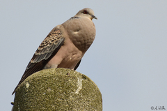 Streptopelia orientalis