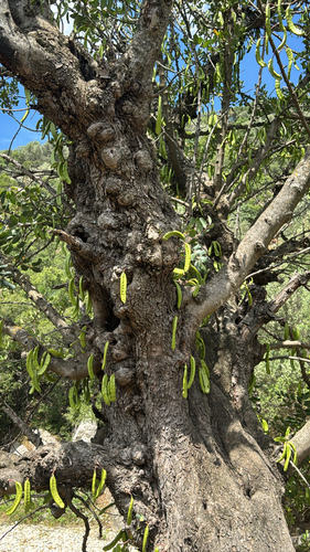 carob tree