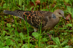 Streptopelia orientalis