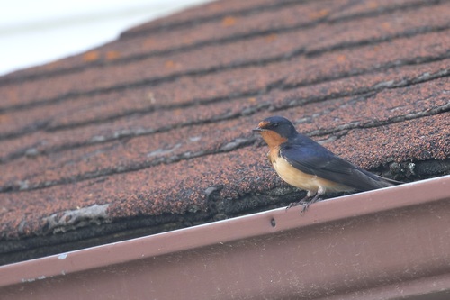 Barn Swallow