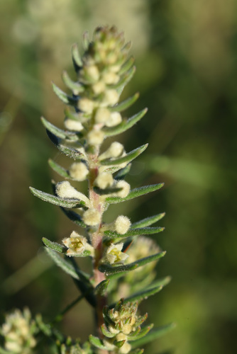 Phylica axillaris, photograph 5