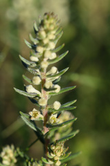 Phylica axillaris, photograph (c) Andrew Gillespie, some rights reserved (CC BY)